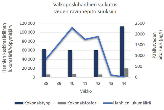 Graafi valkoposkihanhien vaikutuksesfa vedenlaatuun